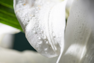 Fototapeta na wymiar close up view of white petal of lily flower with water drops