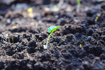 Green young sprout grows in black soil close-up.