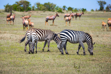 Fototapeta na wymiar Herd of zebras grazes on the grass