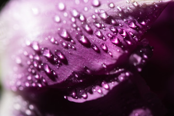 close up view of violet tulip with water drops
