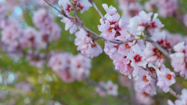 Blossoming Cherry Spring Sakura tree in bloom, pink Flowers buds Sonchus Canariensis Boulos against the background Blue Sky Beautiful blooming garden Plants and Flora  close-up shot URSA 4.6K