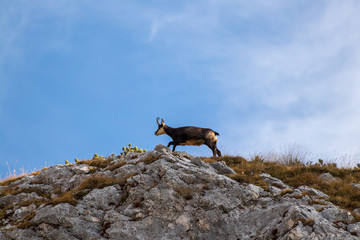 Chamois walking on a mountain ridge