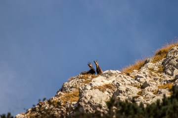 Chamois family looking down from mountain peak