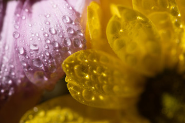 close up view of yellow and violet daisies with water drops