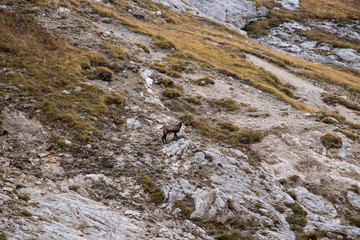 Chamois on a steep hill