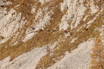 Chamois herd walking in line