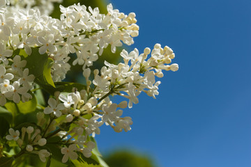 The branch of a blossoming white lilac. Early spring flowers in the vernal garden.