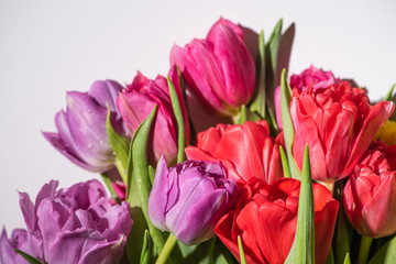 bouquet of colorful spring tulips with water drops on white background