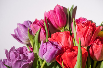 Obraz premium bouquet of colorful spring tulips with water drops on white background