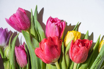 bouquet of colorful spring tulips with water drops on white background