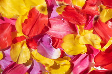 Fototapeta na wymiar top view of multicolored tulip petals