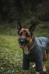 the black and tan german shepherd is looking straight into the camera and he looks very scary. his teeth are white and sharp. the dog is wearing a winter coat and he looks very cuddly. 