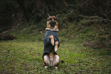 a german shepherd is a in the beg position. beg is one of the tricks the dog knows, and he is very well trained. the german shepherd is very cute and has winter coat on. both of his paws are.
