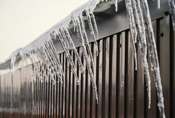 Shiny icicles hang at spring day.