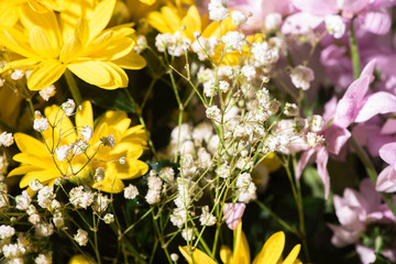 close up view of fresh violet and yellow daisies