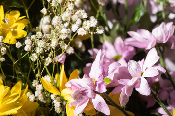 close up view of fresh violet and yellow daisies with water drops