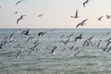 Seagulls and pigeons on the seashore on the beach on a sunny spring day.