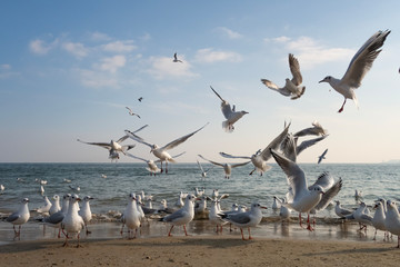 Seagulls and pigeons on the seashore on the beach on a sunny spring day.