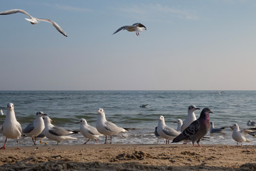 Obraz premium Seagulls and pigeons on the seashore on the beach on a sunny spring day.