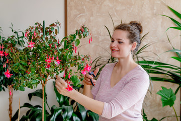 a female gardener cultivates a home plant. take care of a home flower in pots. scissors and pruning...