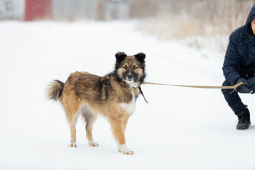 young volunteer man in nursery for dogs. Concept of volunteering and animal shelters.