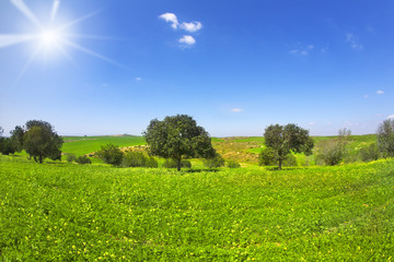 The blossoming field with camomiles and trees