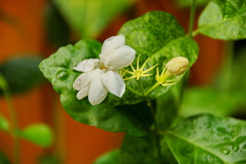 close up of jasmine flowers in a garden