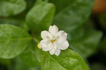 Obraz na płótnie Canvas close up of jasmine flowers in a garden