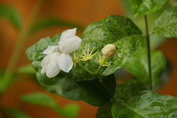 close up of jasmine flowers in a garden