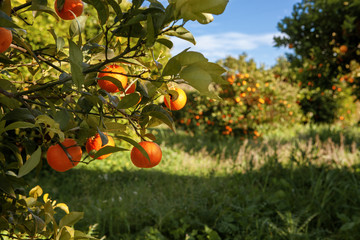 Mandarin orange tree with ripe fresh fruit in the field, harvest tangerine tree and shadow in the sunlight