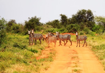 Zebras crossing the street in Tsavo West National Park, Kenya, Africa