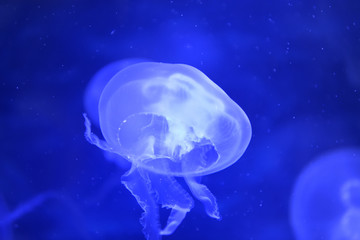 クラゲ3
