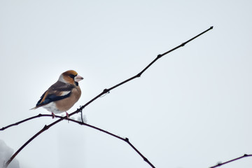 Goldfinch sitting on branch in winter season