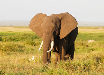 Fototapeta na wymiar Elephants in Amboseli Nationalpark, Kenya, Africa