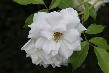 white flower in the garden