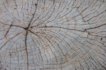 Fototapeta premium Wood pattern on cement texture and background