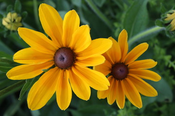 yellow flower in the garden