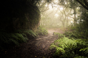 path through a dark forest. Misty woodland landscape