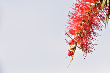 Red flower of bottlebrushes (Callistemon)