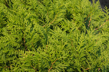 Fototapeta premium Thuja hedge.