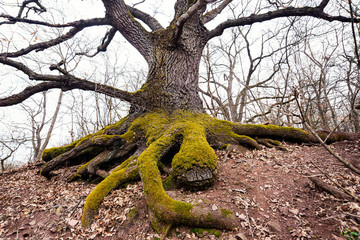 Old big oaktree with huge routes in forest