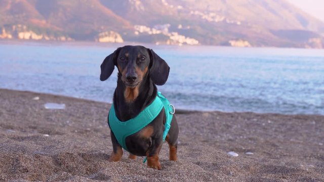 Adorable dachshund in blue harness or life vest for dogs is cheerfully barking and wagging its tail on sunny day on stony beach, sea coast and mountains in background. Safety and dog walking rules