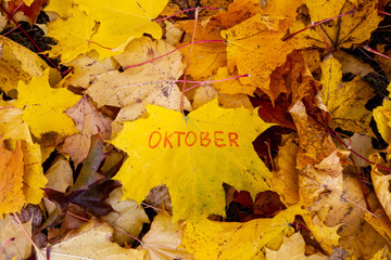 The word October is written in marker on a yellow maple leaf. Hello, October. Autumn month.