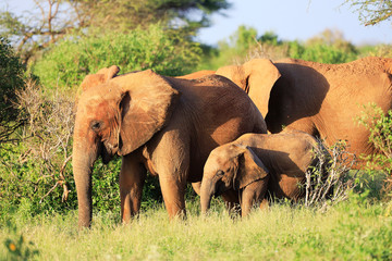 Fototapeta na wymiar Elephants with red skin because of dust in Tsavo East Nationalpark, Kenya, Africa