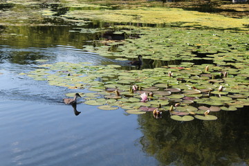 ducks in the pond
