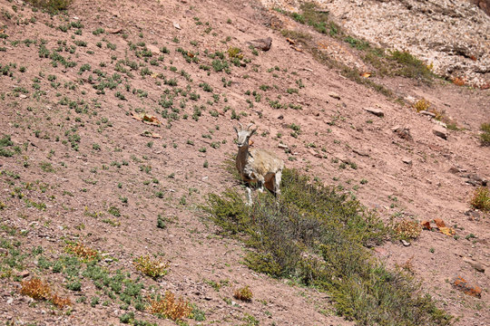 Bharal or Himalayan Blue Sheep along Markha valley trek, Ladakh, India