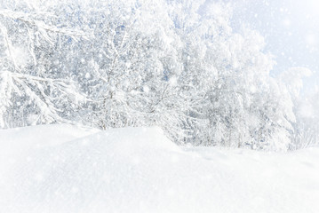 Winter background with heavy snow. Birch forest. Abstract snow among trees and snowdrift