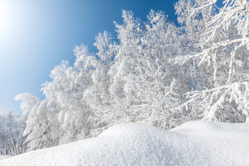 Winter landscape. Birch trees are covered with hoarfrost and snow against a blue sky. Snowdrift