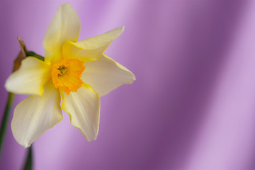 Beautiful grunge Background with Yellow narcissus flowers on lilac texture. Colorful Greeting Card for Mothers Day, Birthday, March 8. Top view, Flat lay. Horizontal Image With Copy Space.