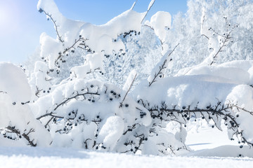 Winter landscape with snow covered shrub